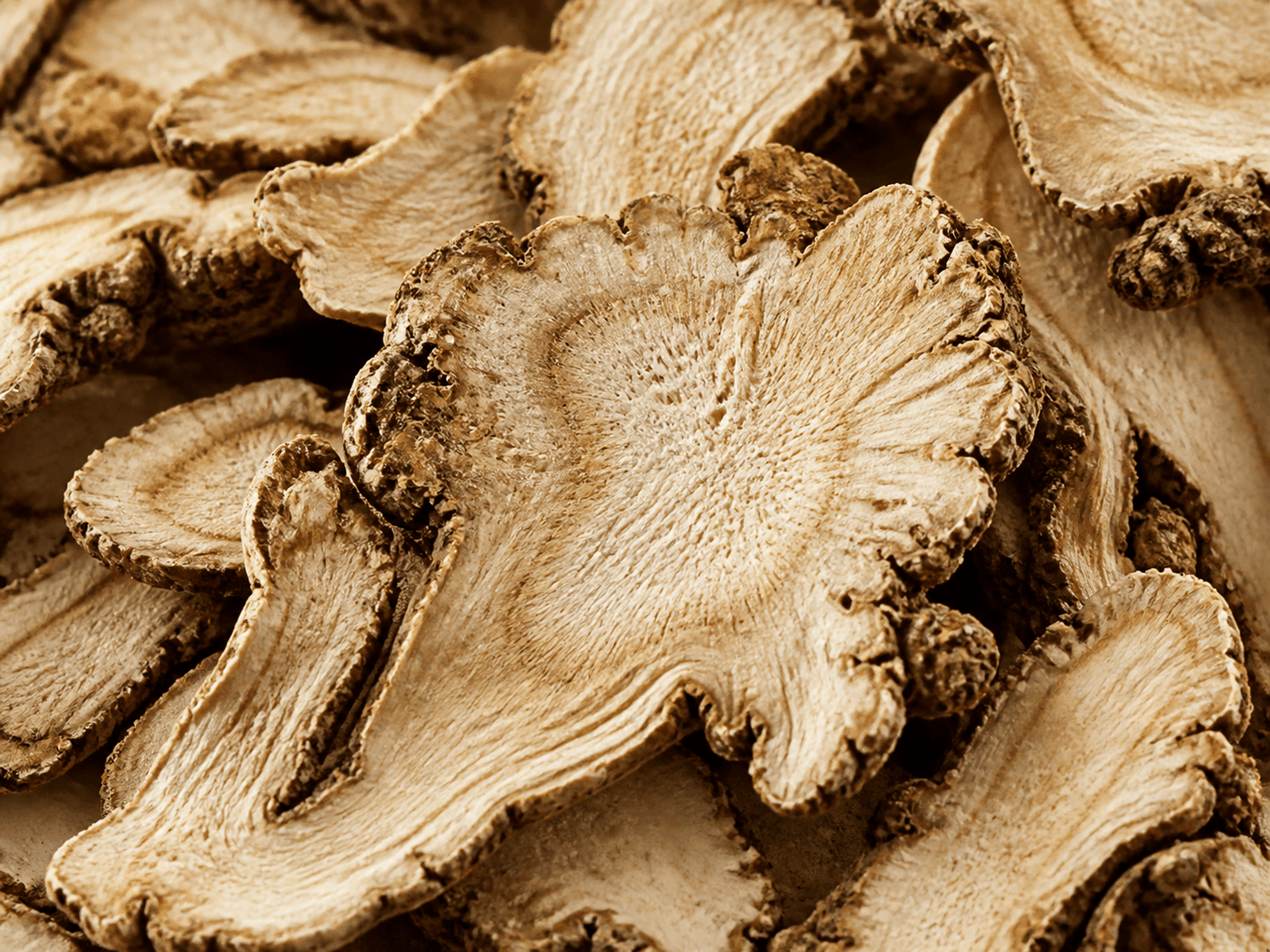 Angelica Sinensis