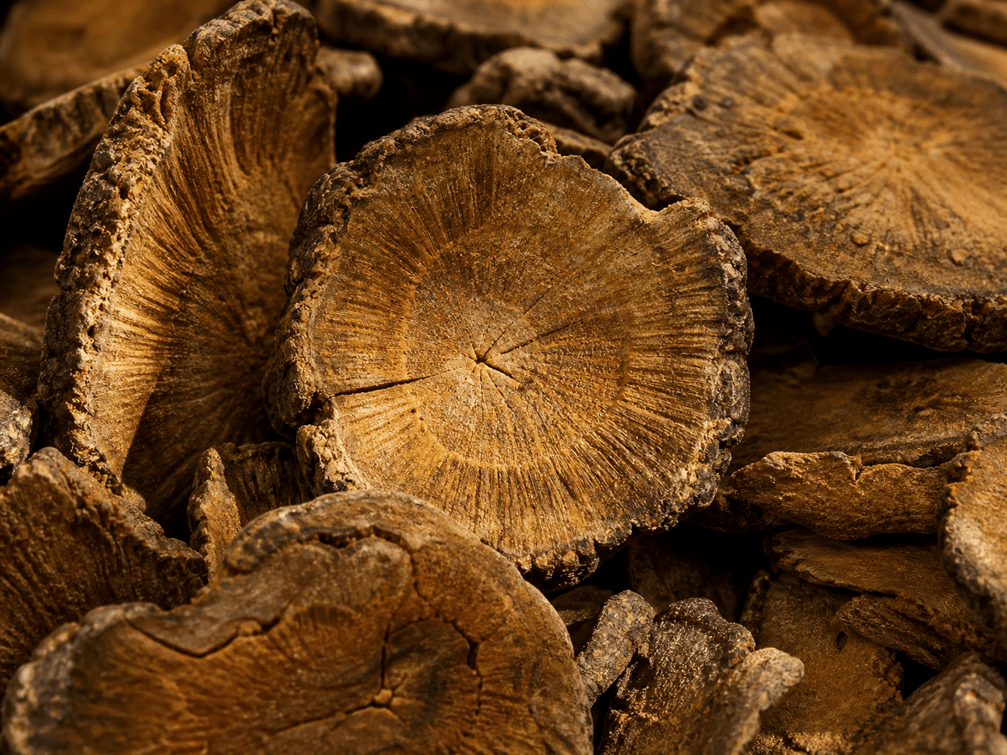 Rhubarb Root